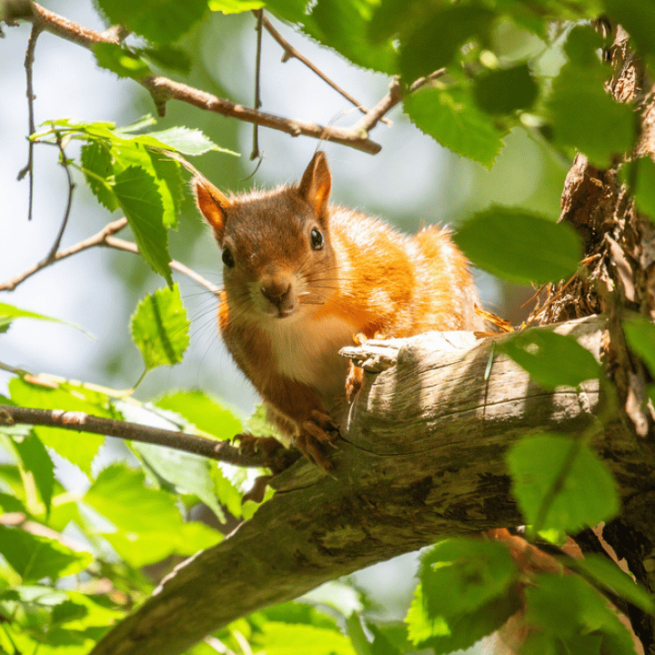 Red Squirrel sat in a tree on Brownsea Island, Dorset