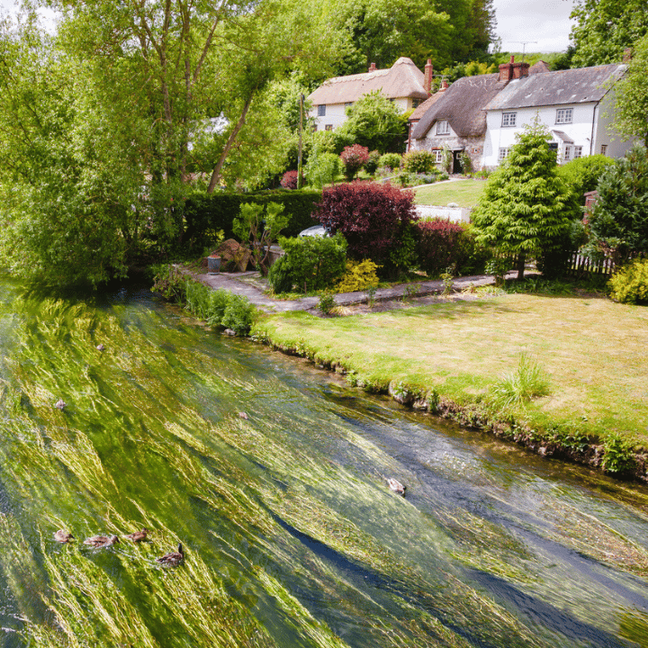 Ducks swimming in River Avon near Salisbury