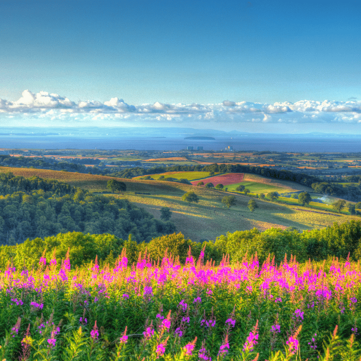 View from the Quantock Hills in Somerset with bright purple flowers, Bristol Channel and Wales in the distance