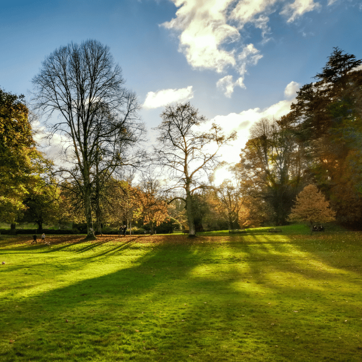 Cockington Park during Autumn in Torquay with the sun shining through trees
