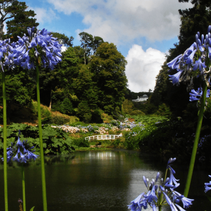 Pond surrounded by lush vegetation and a white bridge in Trebah Gardens